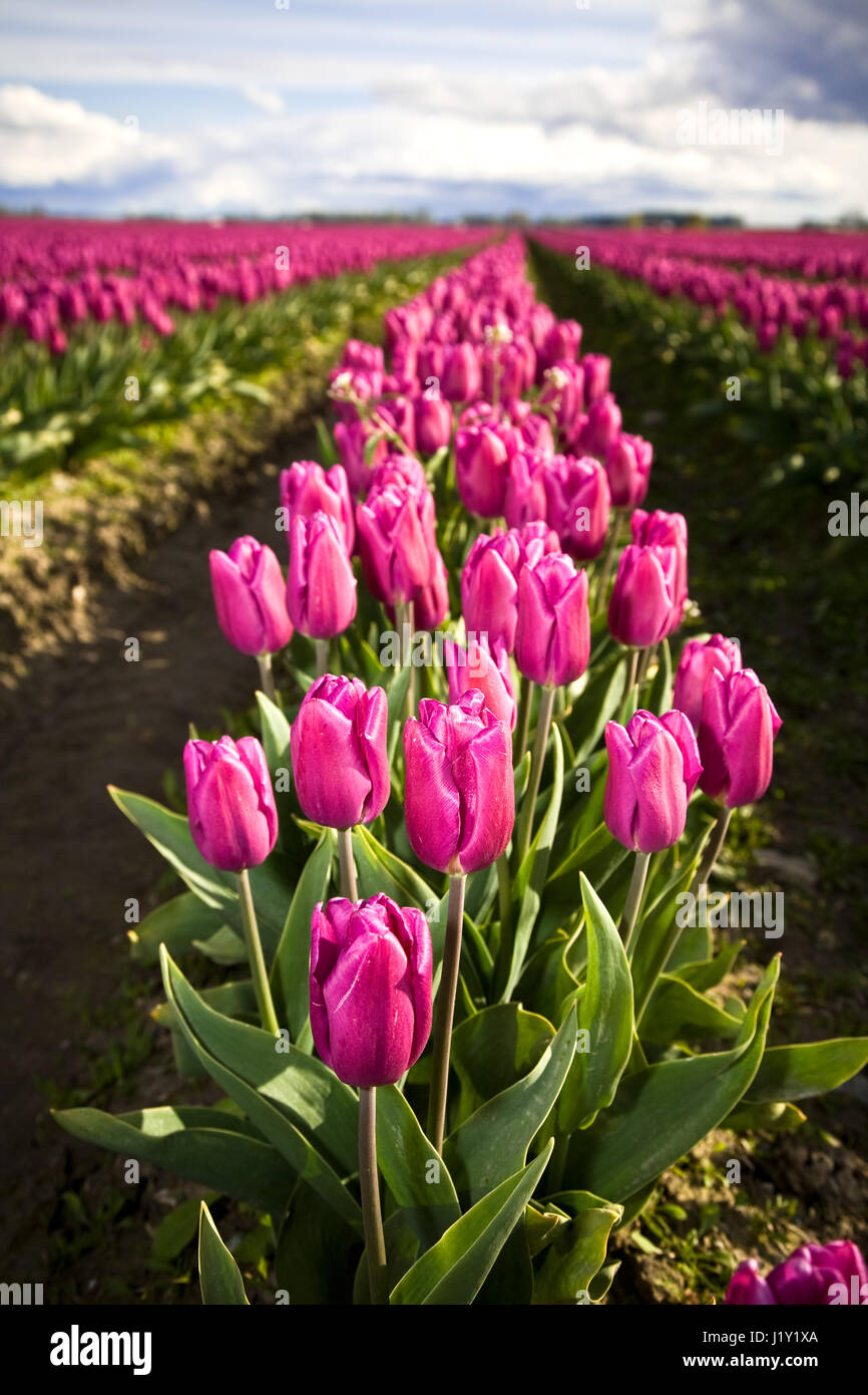 Rows of beautiful pink tulips in a tulip farm Stock Photo - Alamy