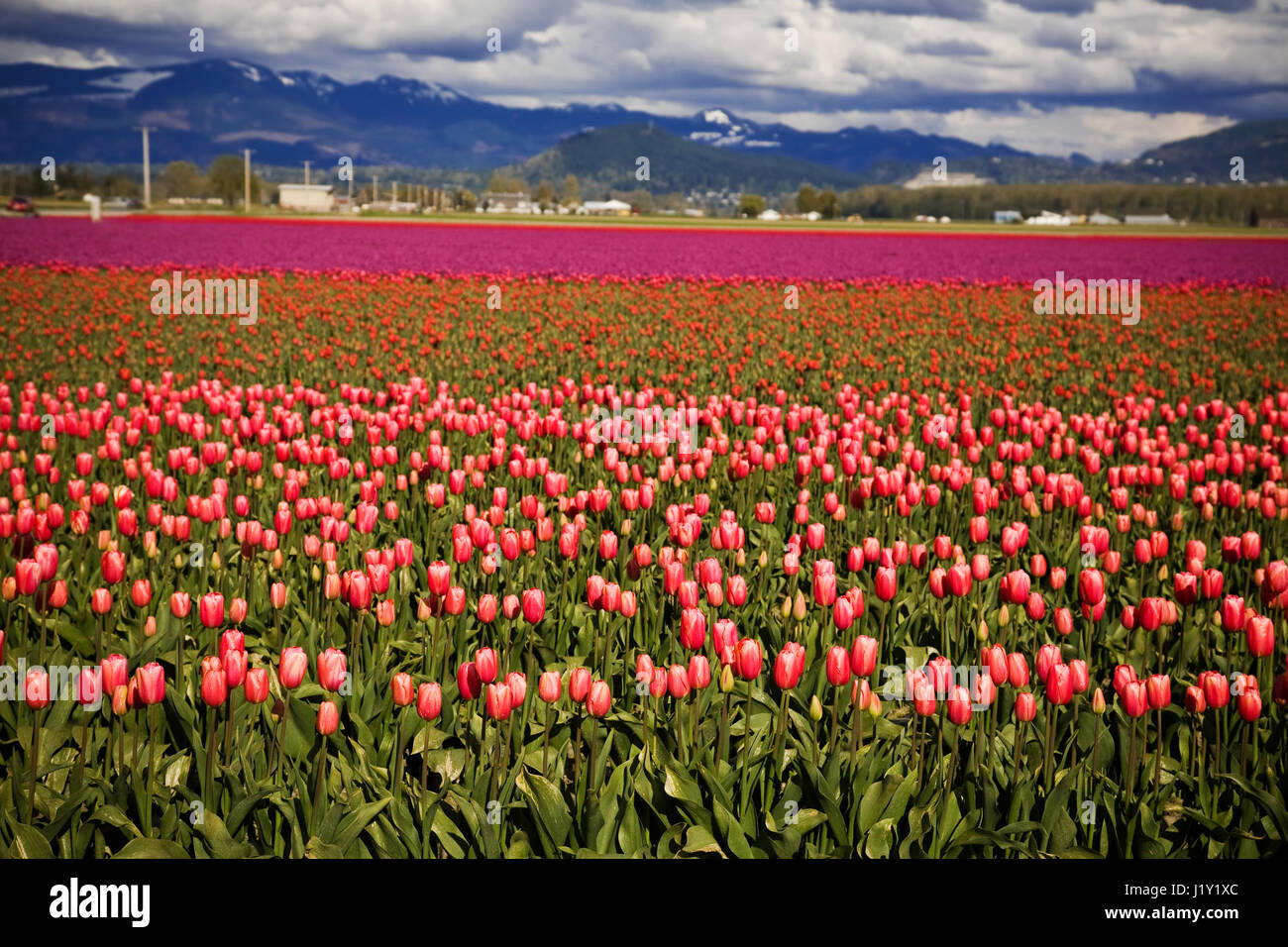 A beautiful colorful tulips in a tulip farm Stock Photo - Alamy