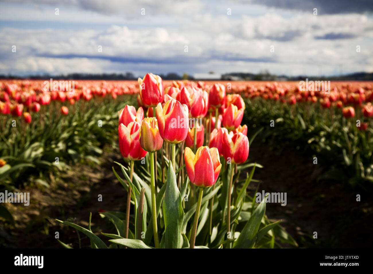 Rows of beautiful orange tulips at a tulip farm Stock Photo - Alamy