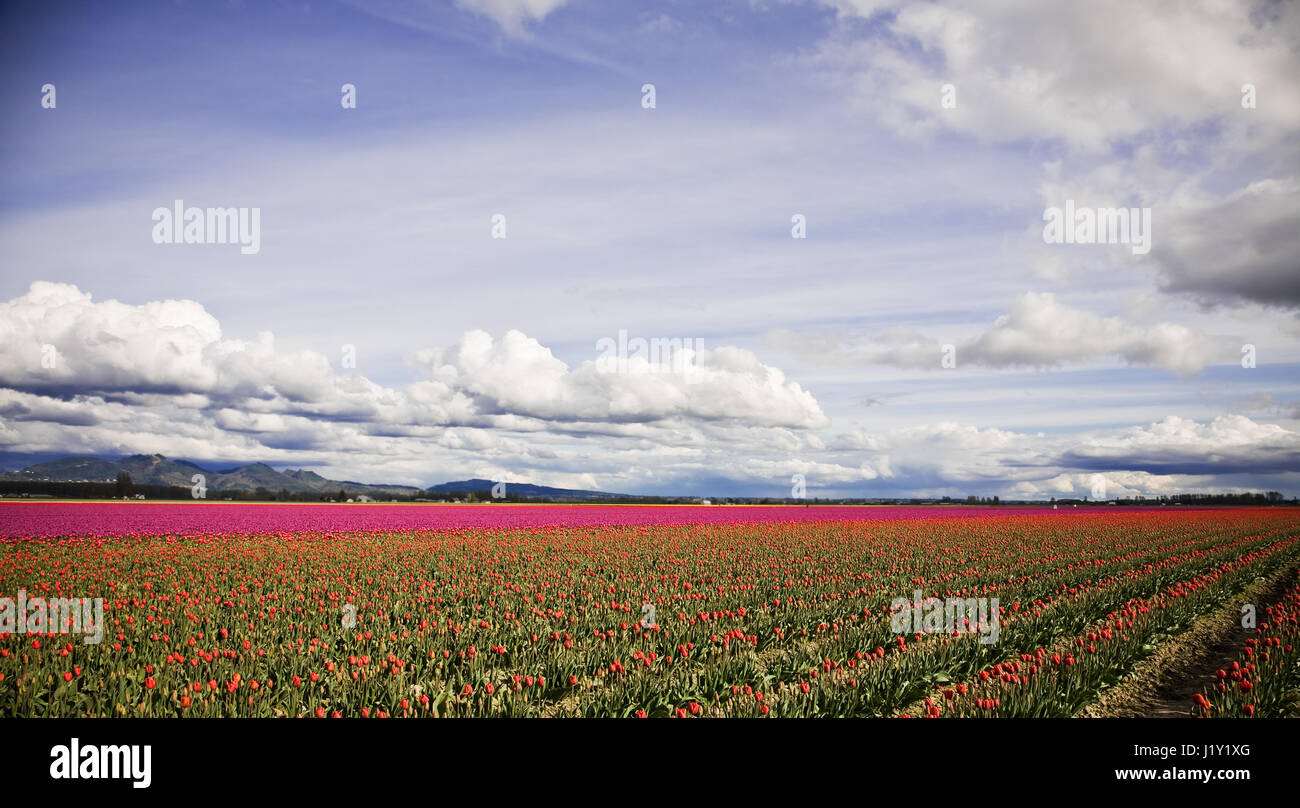 Rows of beautiful red tulips at a tulip farm Stock Photo - Alamy