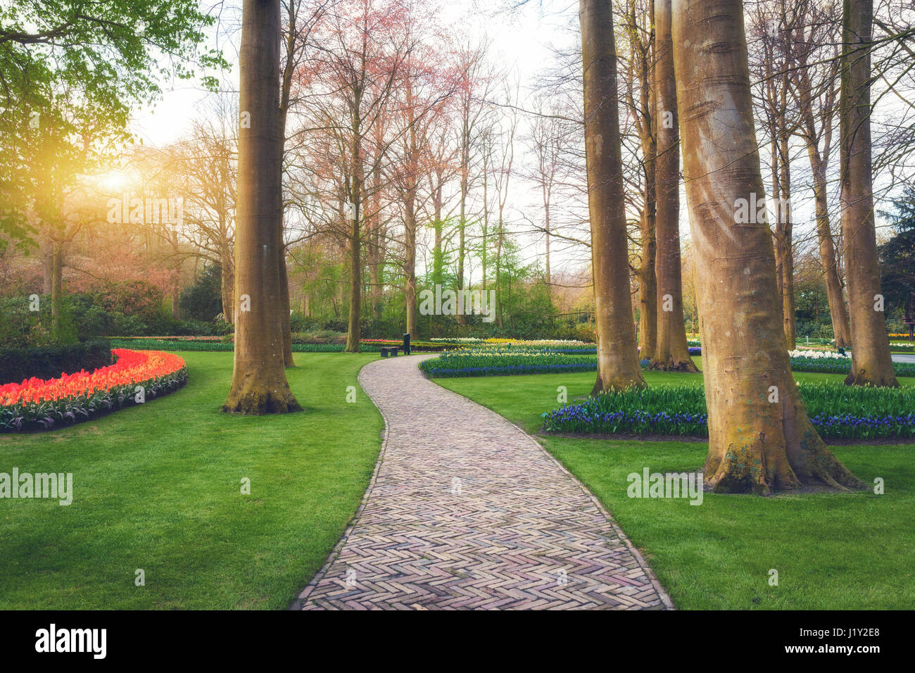 Walkway through the Keukenhof park in Netherlands at sunset. Landscape with blooming spring garden. Beautiful view with path, trees, green grass Stock Photo
