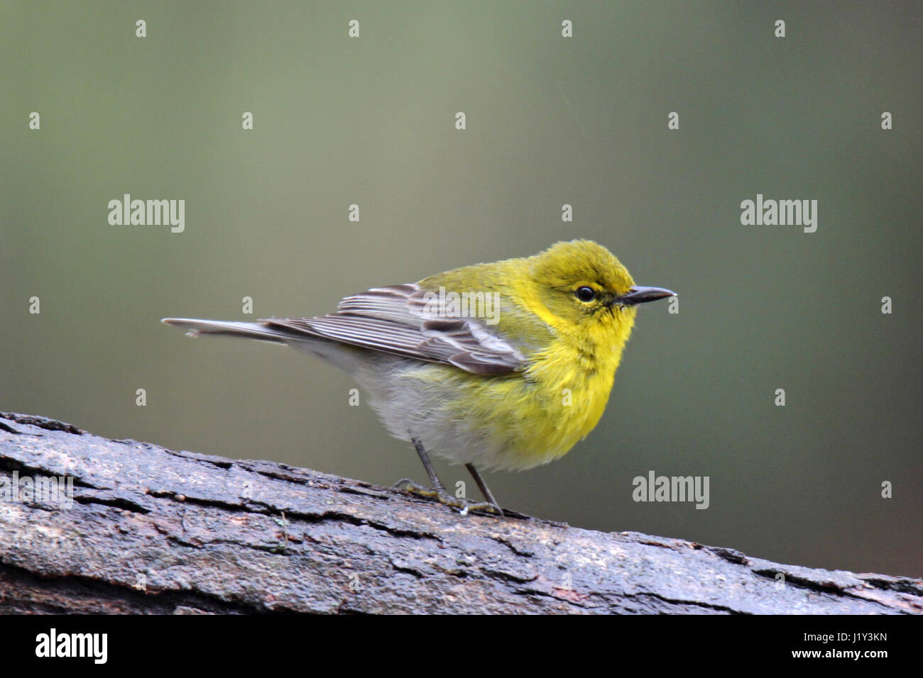 A pine warbler (Dendroica pinus) perching on a branch Stock Photo