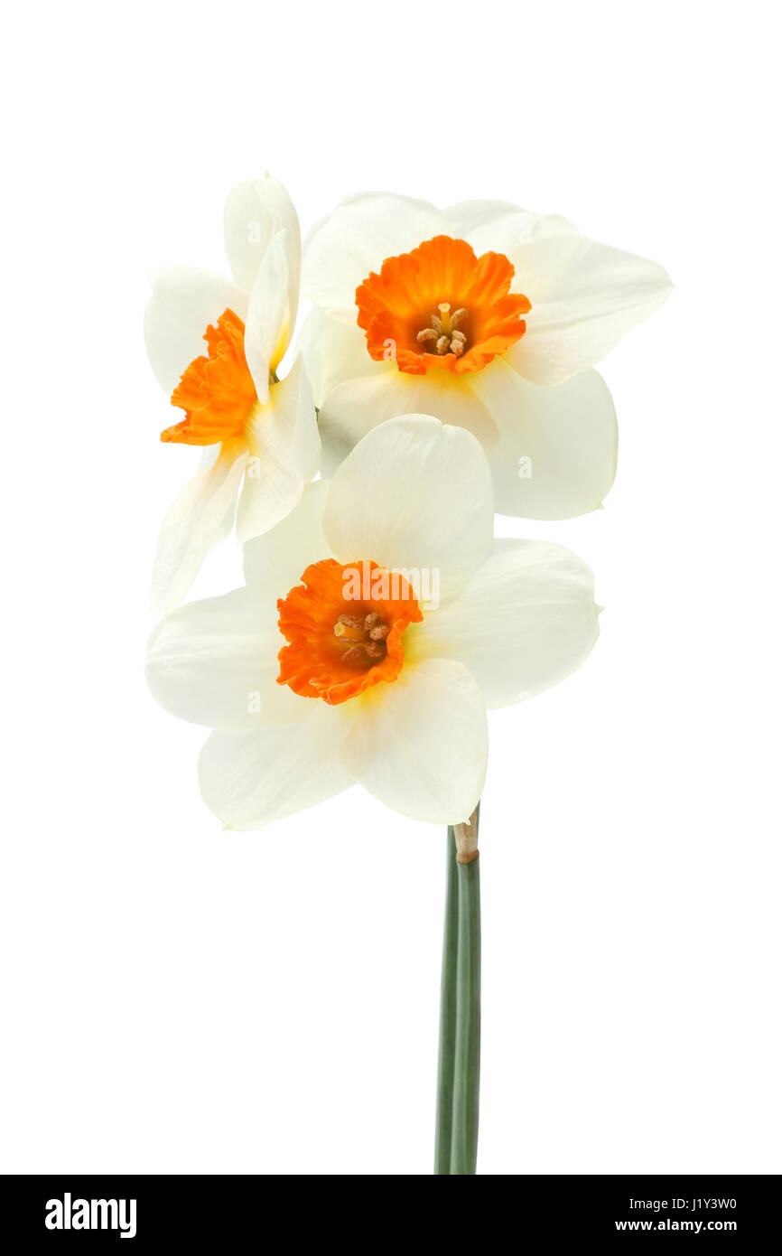 Bouquet of three narcissus isolated on white background Stock Photo - Alamy
