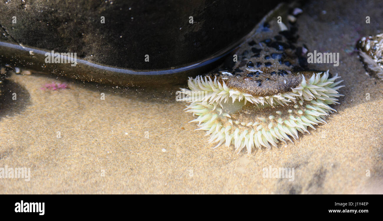 Sea anemone in tide pool Stock Photo
