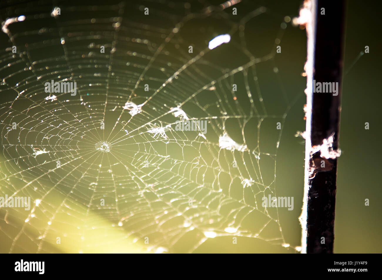 Spider web, close-up Stock Photo