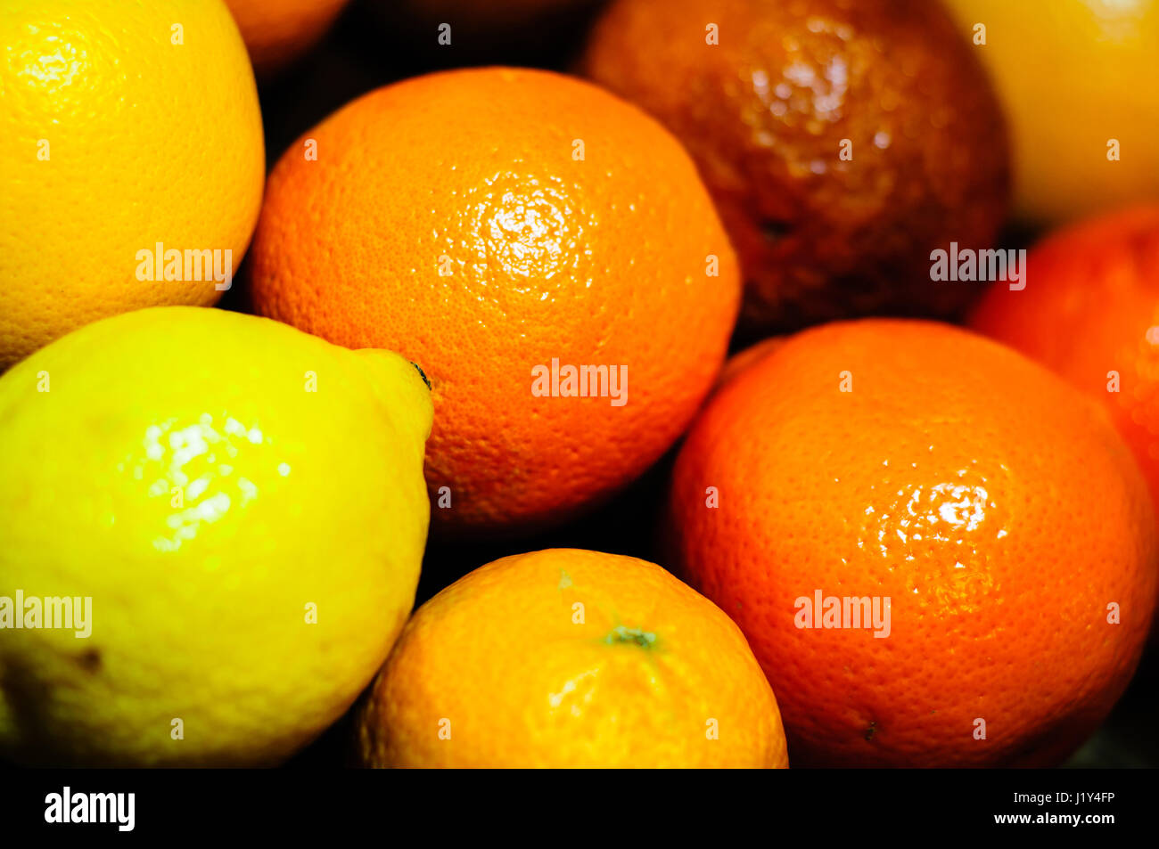 Selection of citrus fruit, close-up Stock Photo