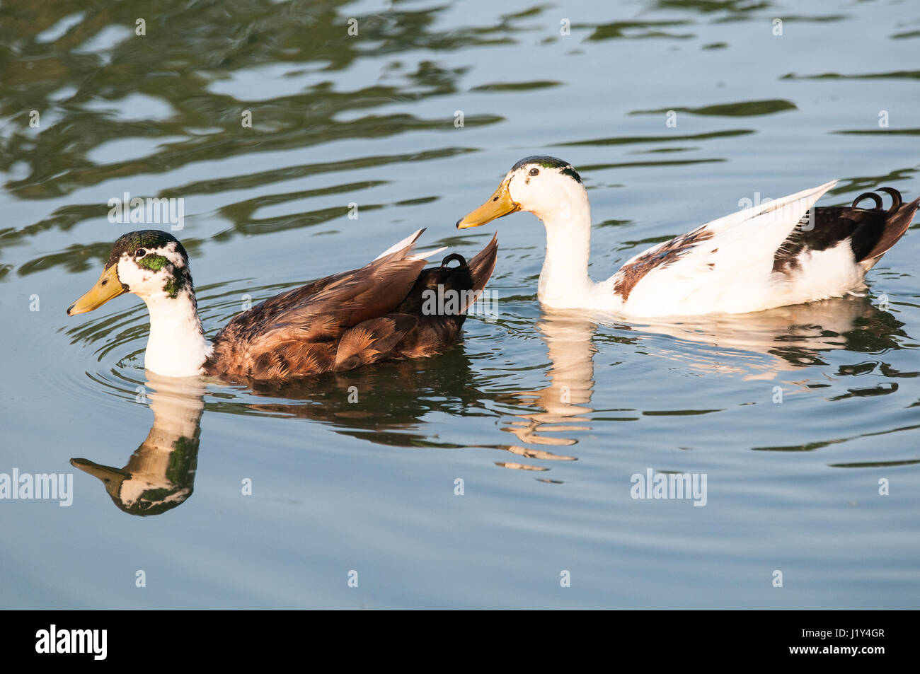 Two ducks swimming together, close-up Stock Photo