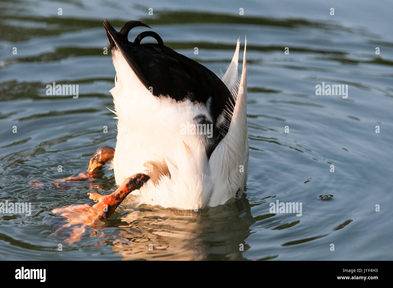 Duck with head underwater, close-up Stock Photo