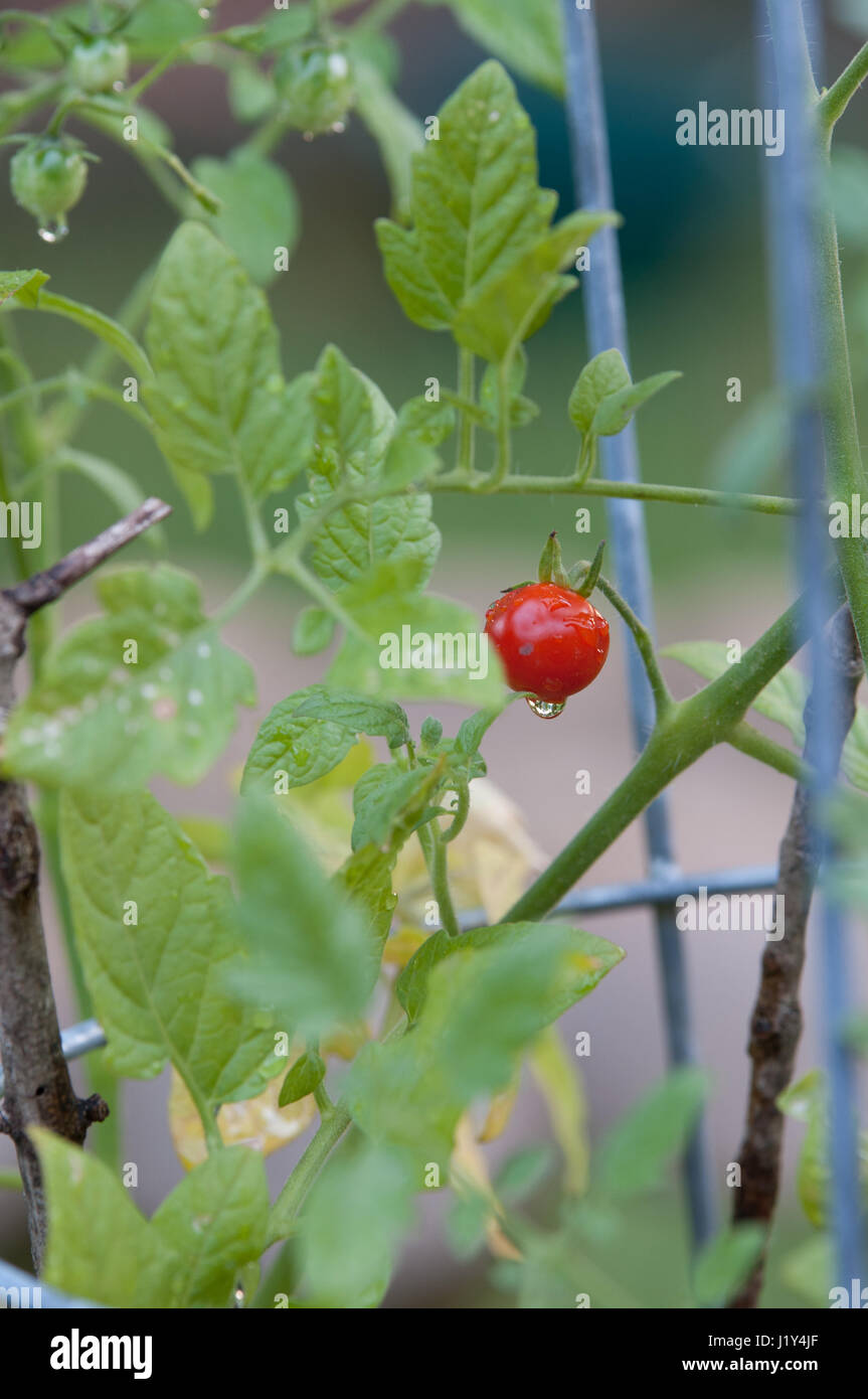Cherry tomato growing on plant Stock Photo - Alamy