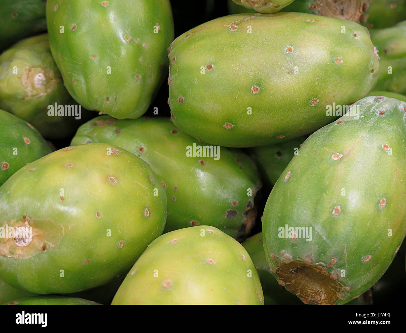 Prickly pear, delicious tropical fruit Stock Photo