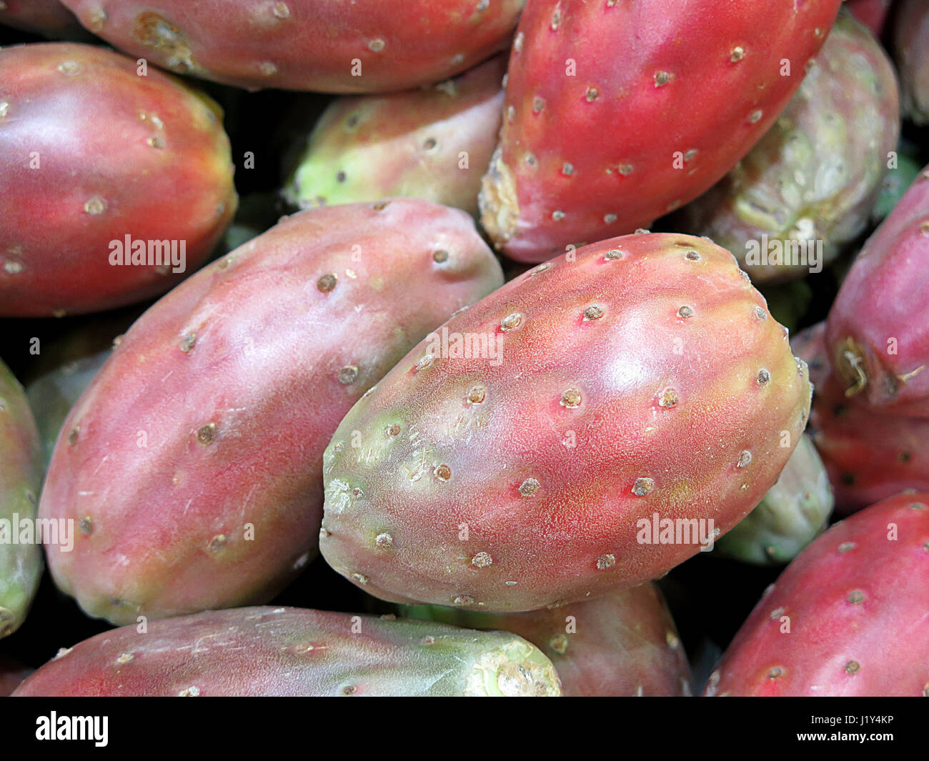 Red prickly pear, delicious tropical fruit Stock Photo