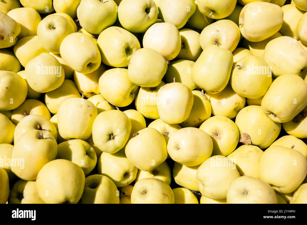 Golden delicious apples, full frame Stock Photo Alamy