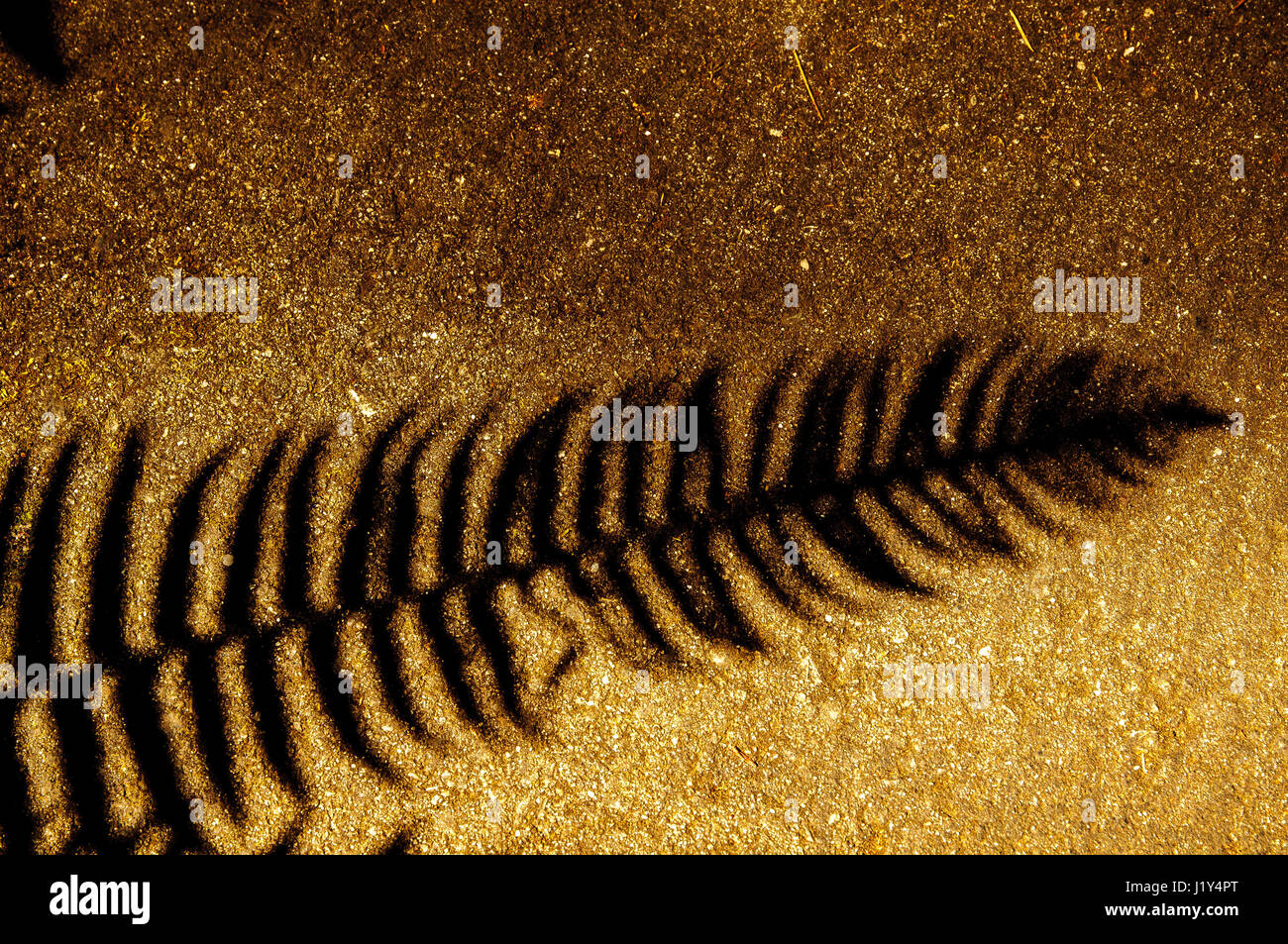 Shadow of sword fern, close-up Stock Photo
