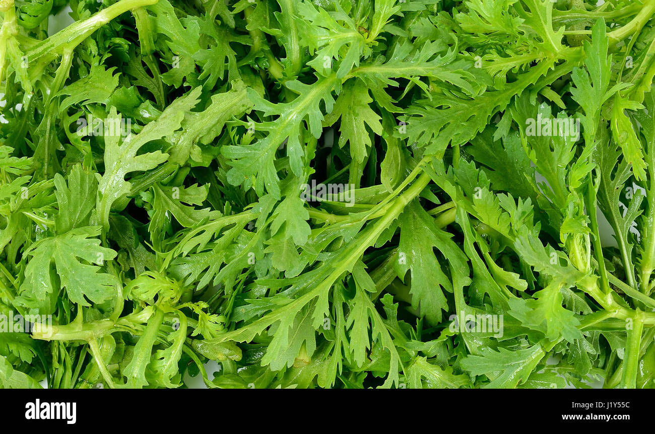 Garland chrysanthemum on the white background Stock Photo Alamy