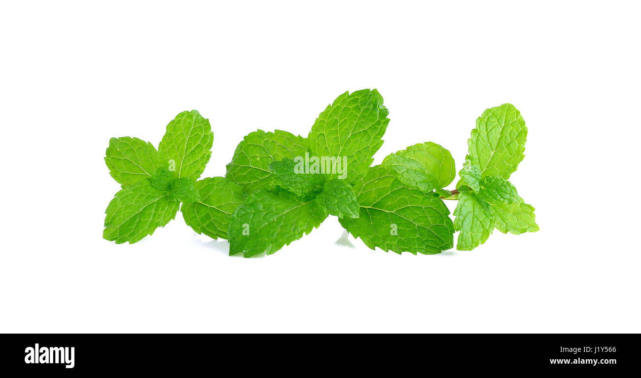 Pepper mint isolated on the white background Stock Photo Alamy
