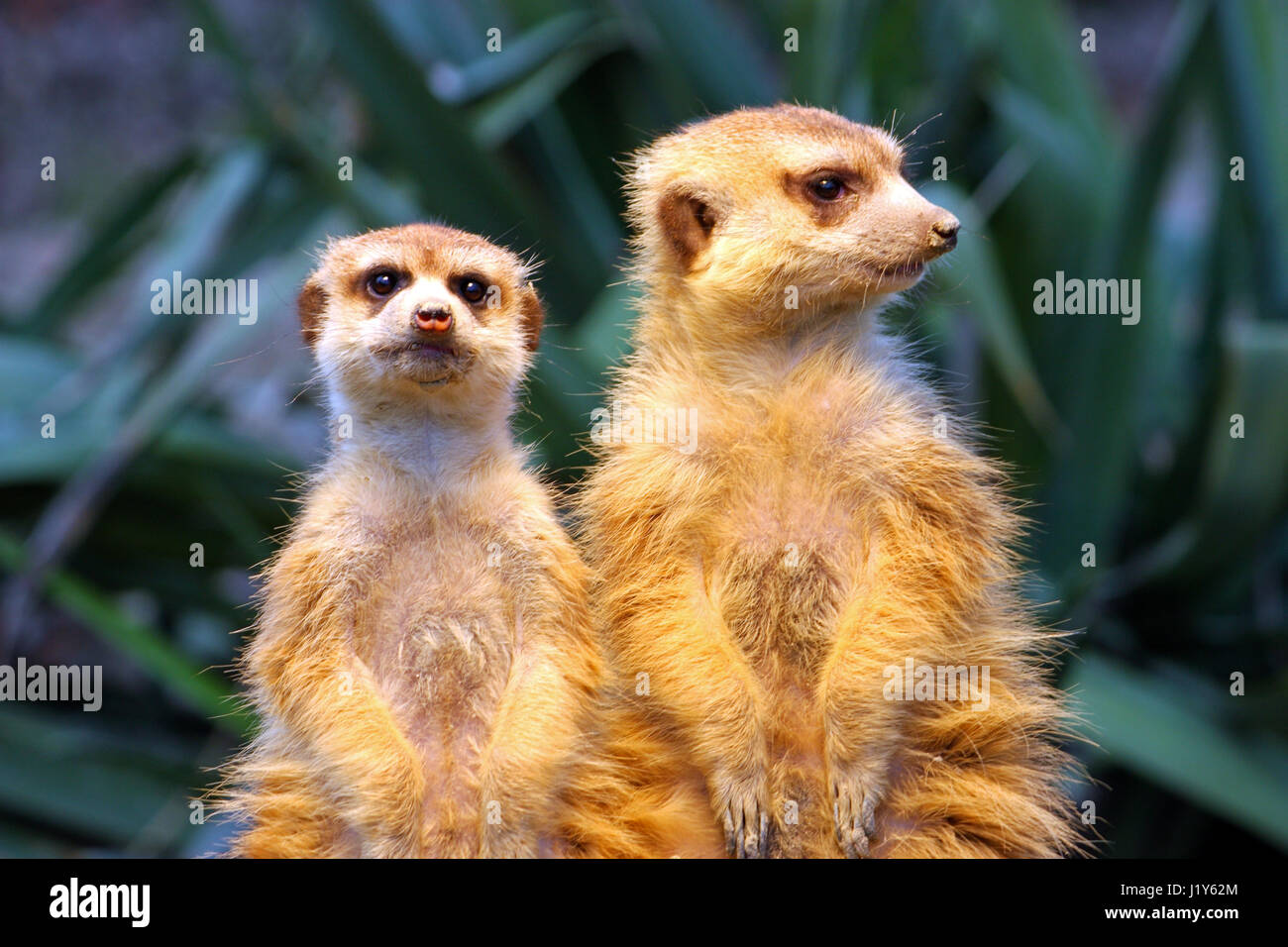 Two meerkats watching over their family in zoo Stock Photo