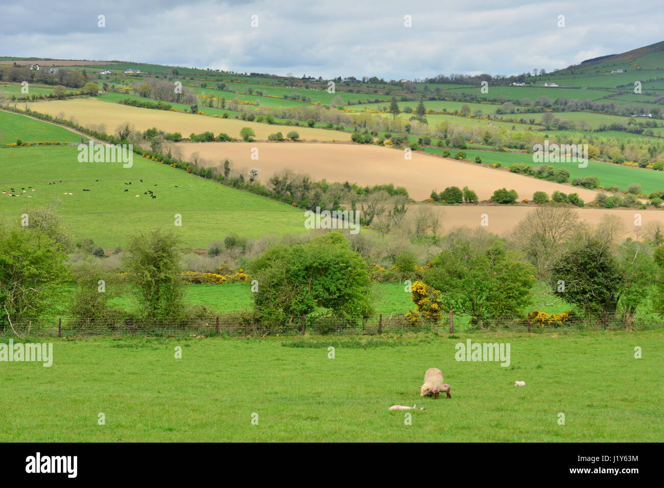 The farmland of Ireland Stock Photo