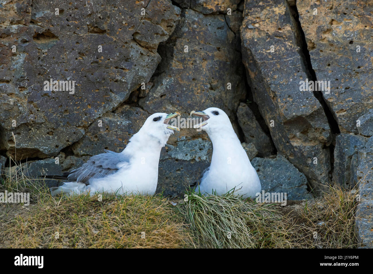 Northern fulmar / Arctic fulmars (Fulmarus glacialis) pair displaying on ledge in rock face of sea cliff Stock Photo