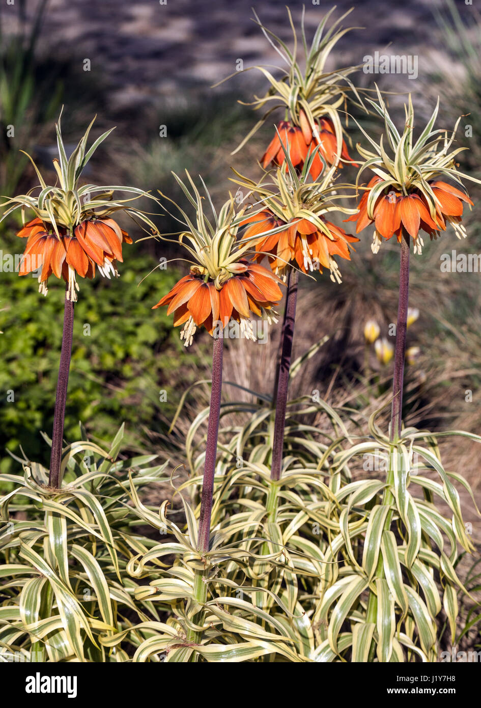 Crown Imperial, Fritillaria imperialis 'Aureomarginata' Stock Photo