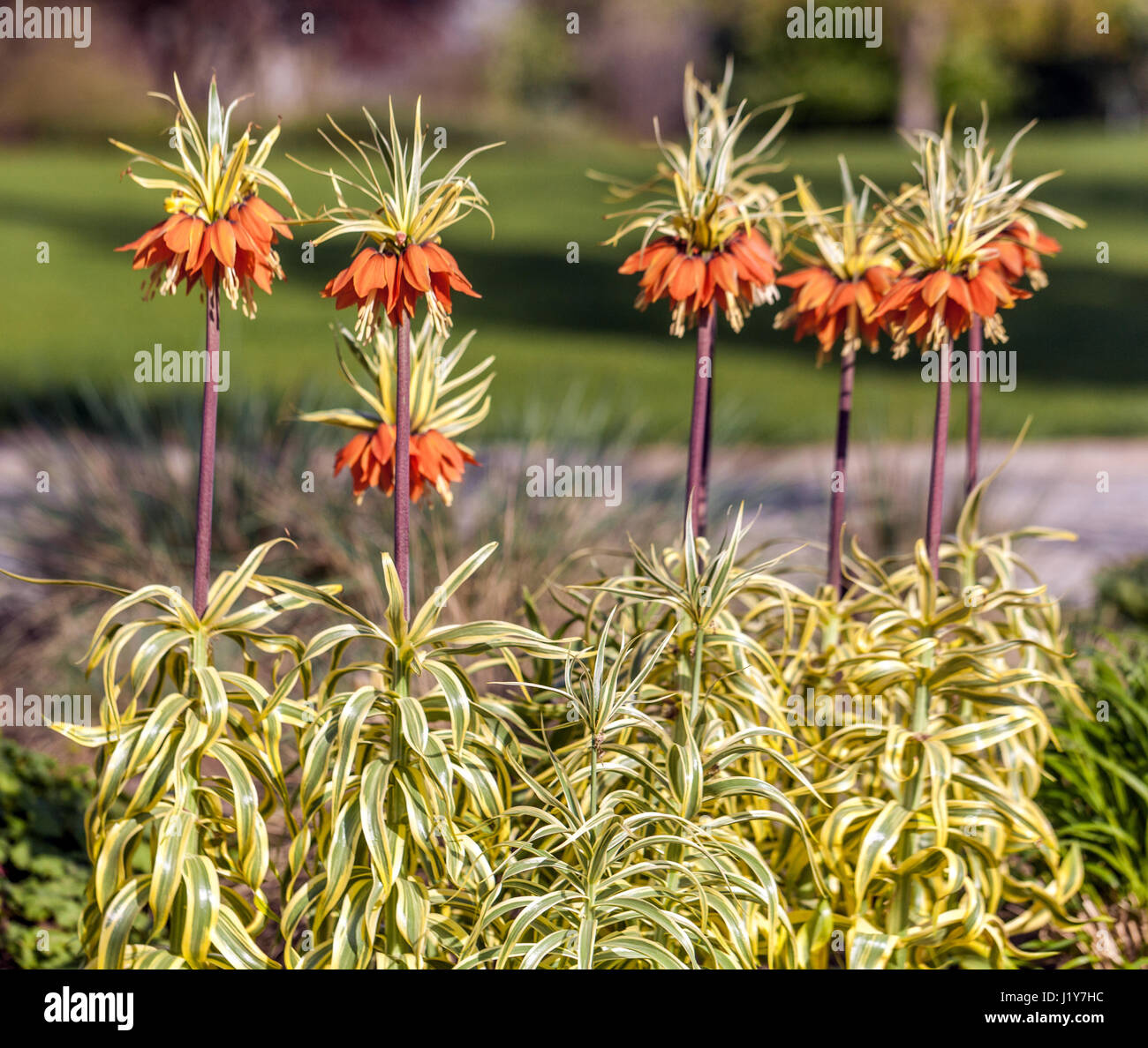 Crown Imperial, Fritillaria imperialis 'Aureomarginata' Stock Photo