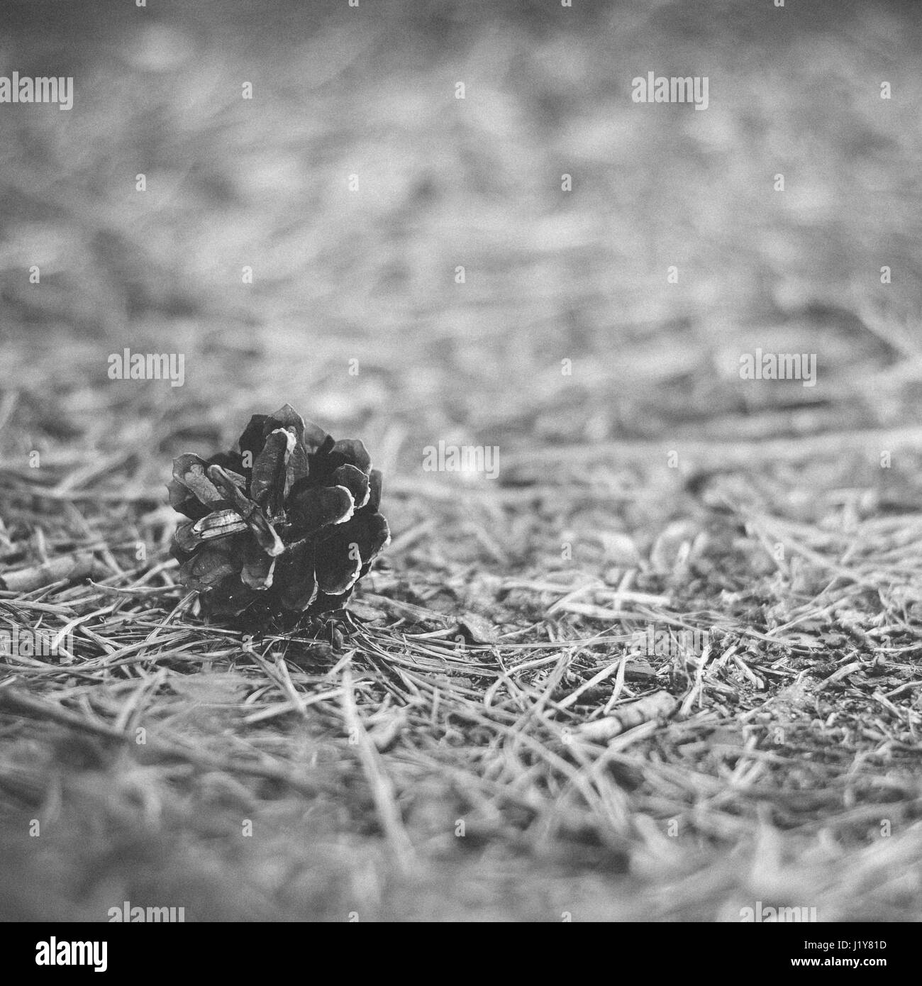 Pine cone lying on the ground in the forest in summer -  instant vintage square photo in black and white Stock Photo