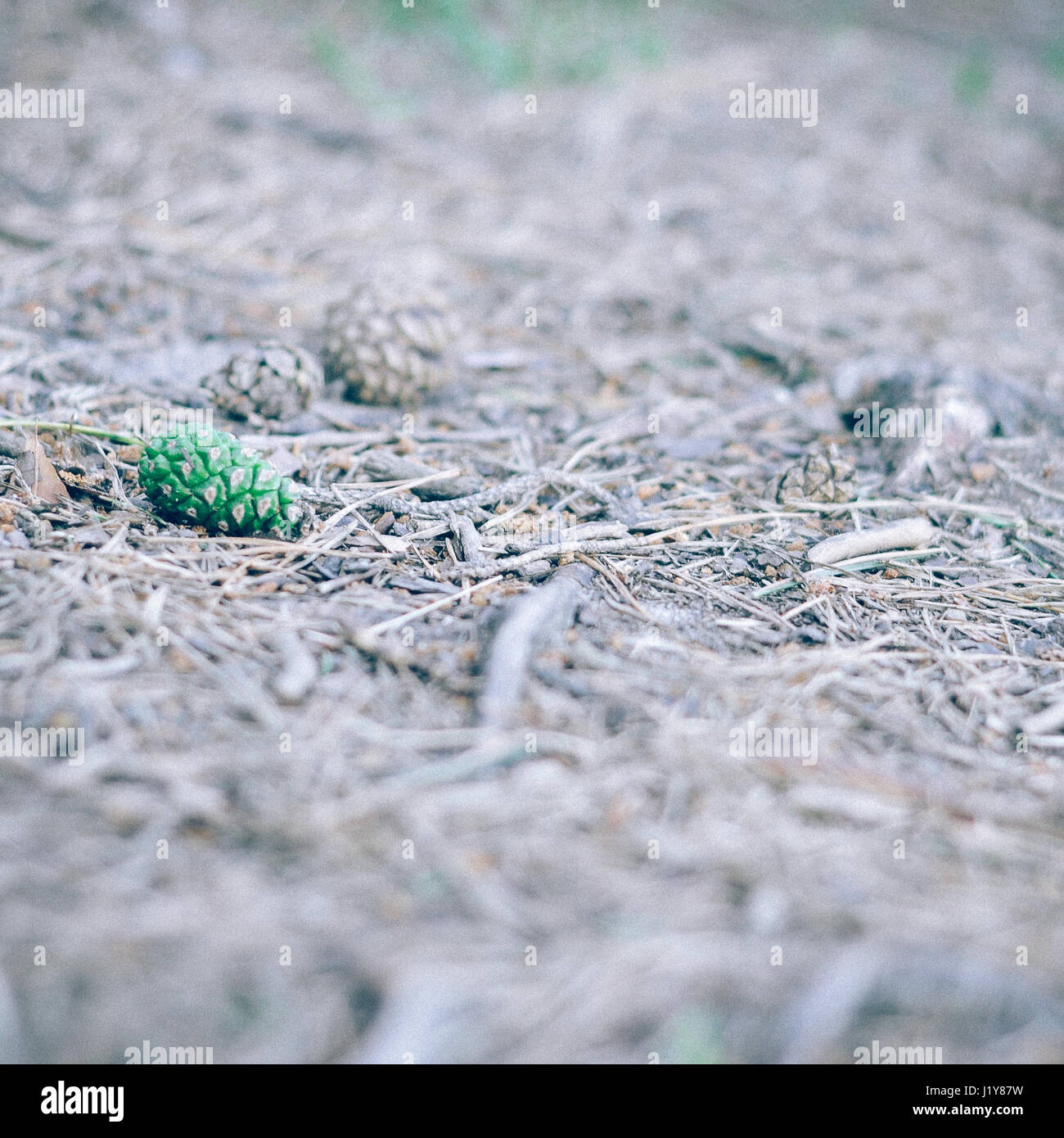 Green pine cone lying on the ground in the forest in summer -  instant vintage square photo Stock Photo
