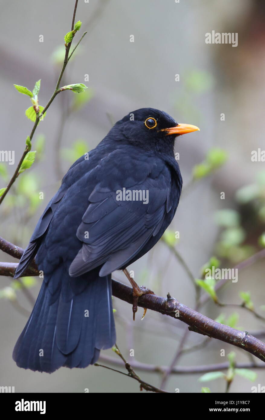 Adult male Blackbird Stock Photo