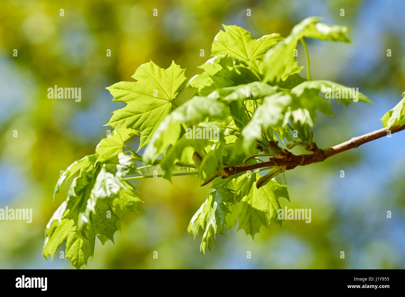 budding maple leaves in spring, York County, Pennsylvania, USA Stock