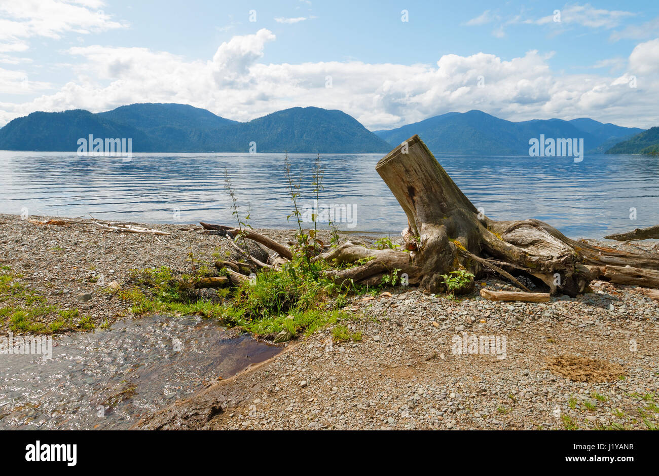 The felled old lone tree, as a symbol of the destruction of the forest by man Stock Photo