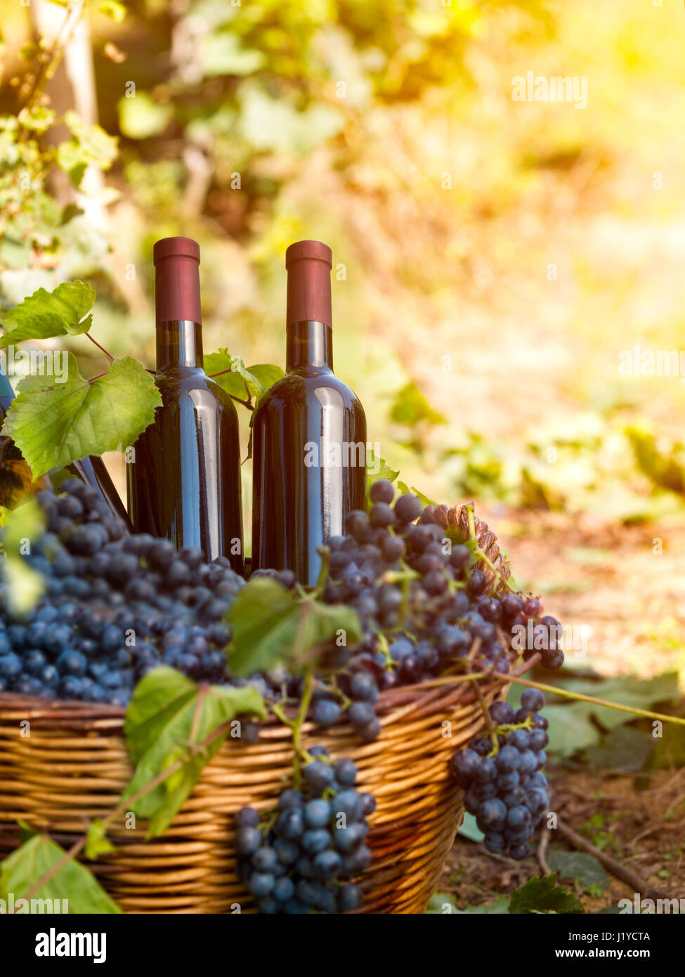 wine bottles with no label in vineyard Stock Photo