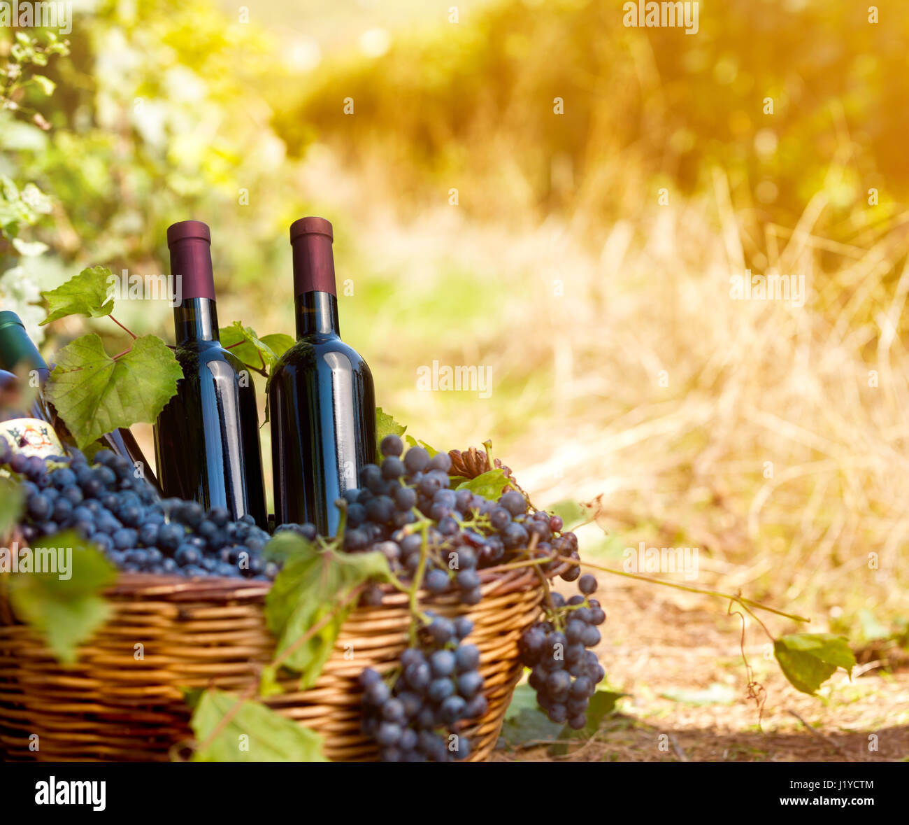 basket of wine bottles in vineyard Stock Photo