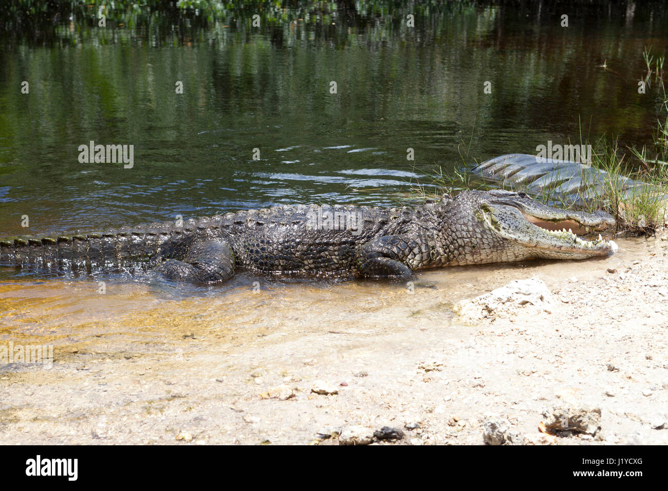 Large American alligator in the water in mangroves in southern Florida ...