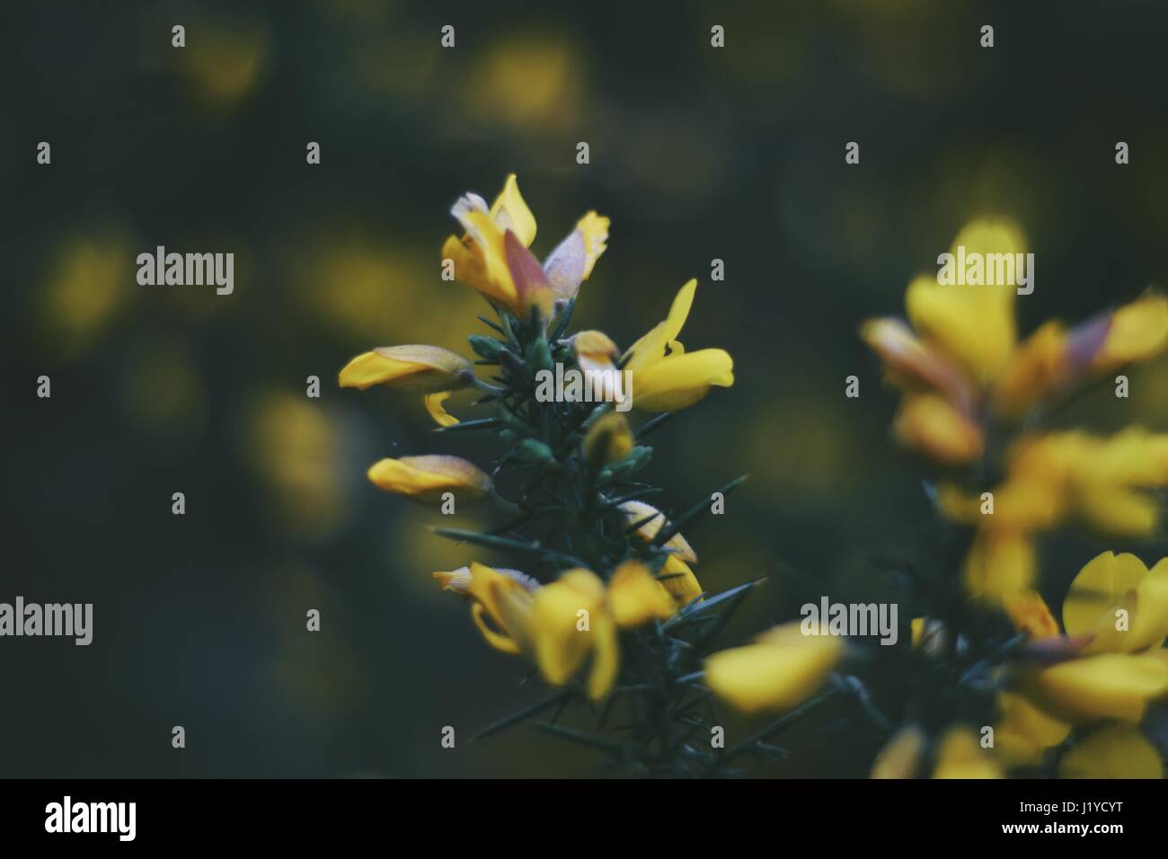 Plants in Ireland Cahir Stock Photo Alamy