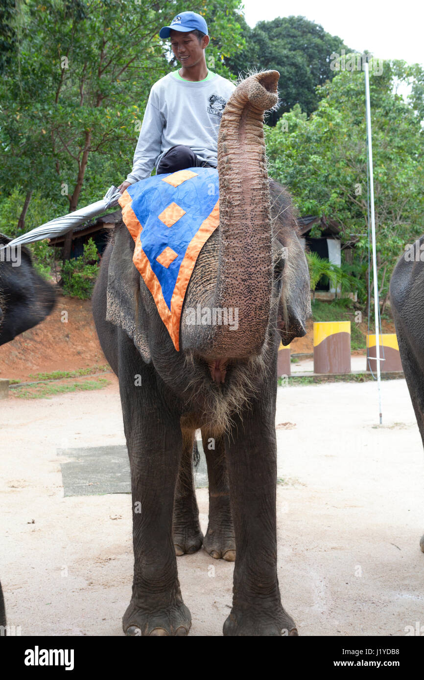 Elephants at Nirvana Gardens, Bintan, Indonesia Stock Photo Alamy