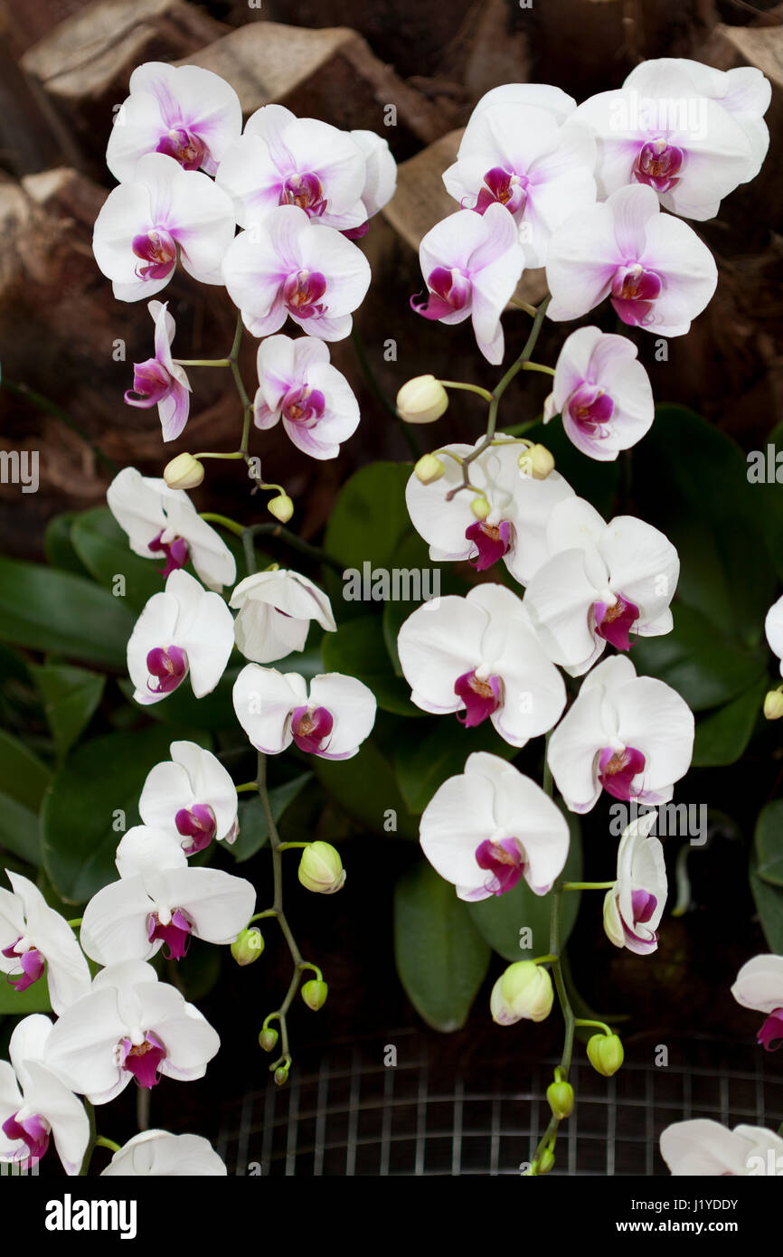 Malay orchids hi-res stock photography and images - Alamy