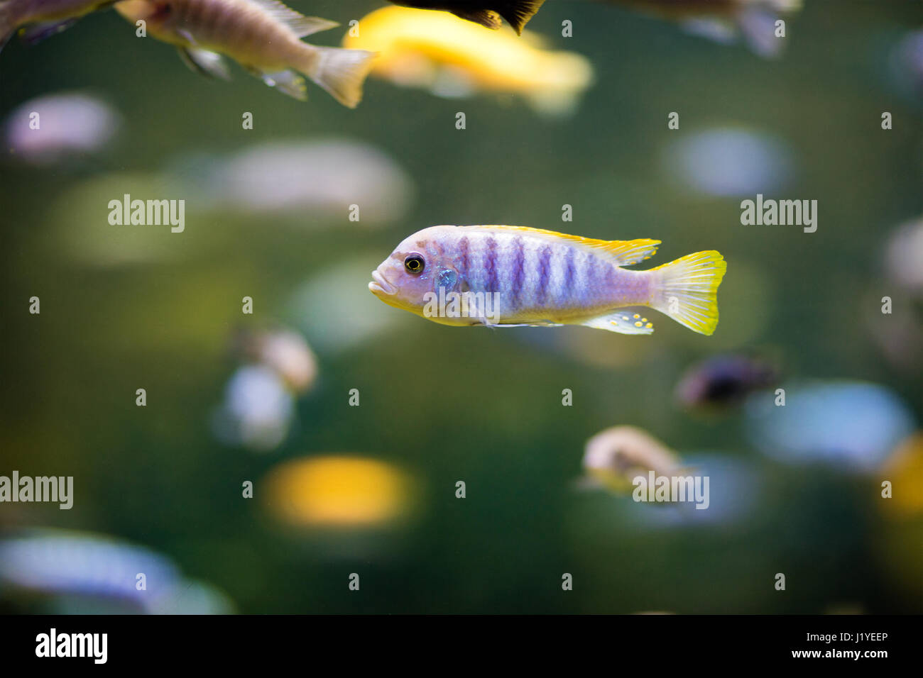 Pseudotropheus fish in the aquarium Stock Photo