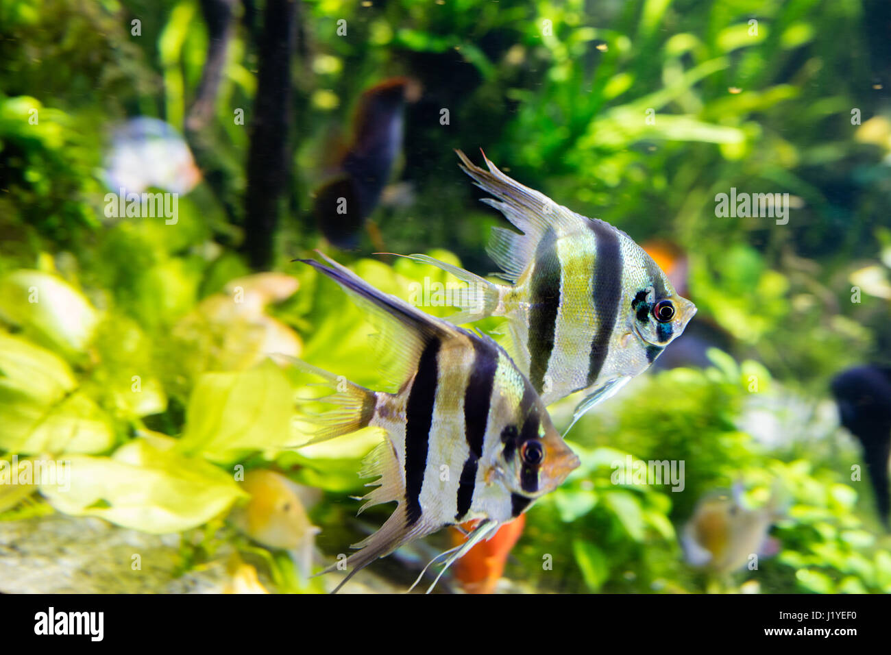 Angelfish Pterophyllum scalare in aquarium Stock Photo