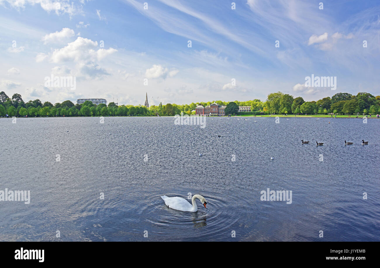 Swan (cygnus anatidae) and Geese (Branta canadensis) on Round Pond in Kensington Gardens with Kensington Palace in the distance. Stock Photo