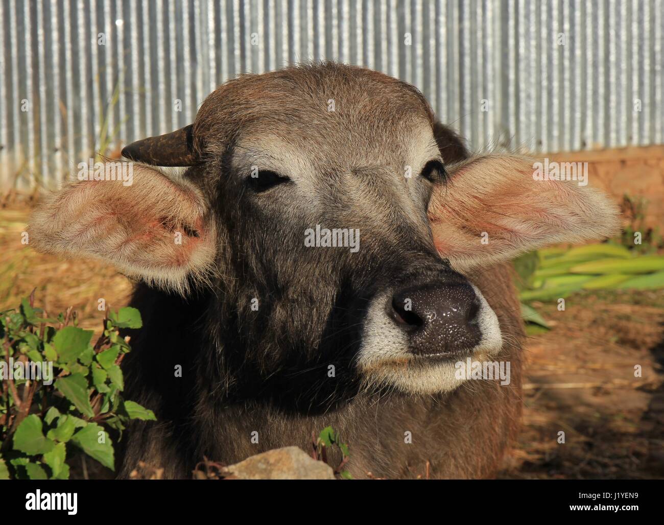 Head of a water buffalo baby in Nepal Stock Photo Alamy