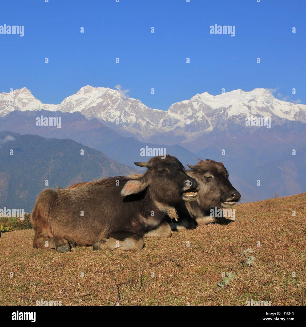 Water buffalo babies resting in Ghale Gaun, Nepal. Snow capped Manaslu