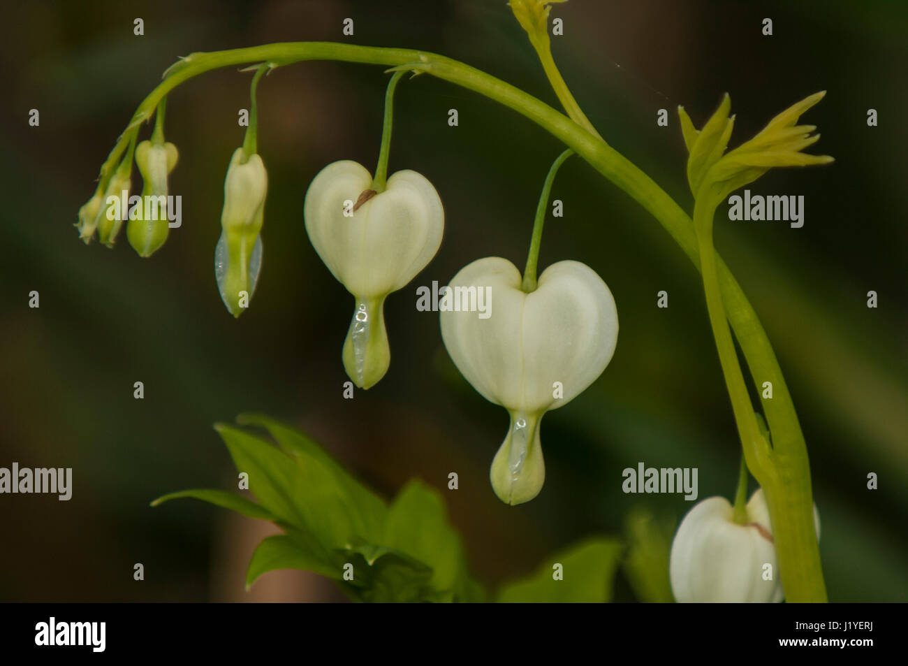 White bleeding heart flowers, Dicentra spectabilis, on an aching stem Stock Photo