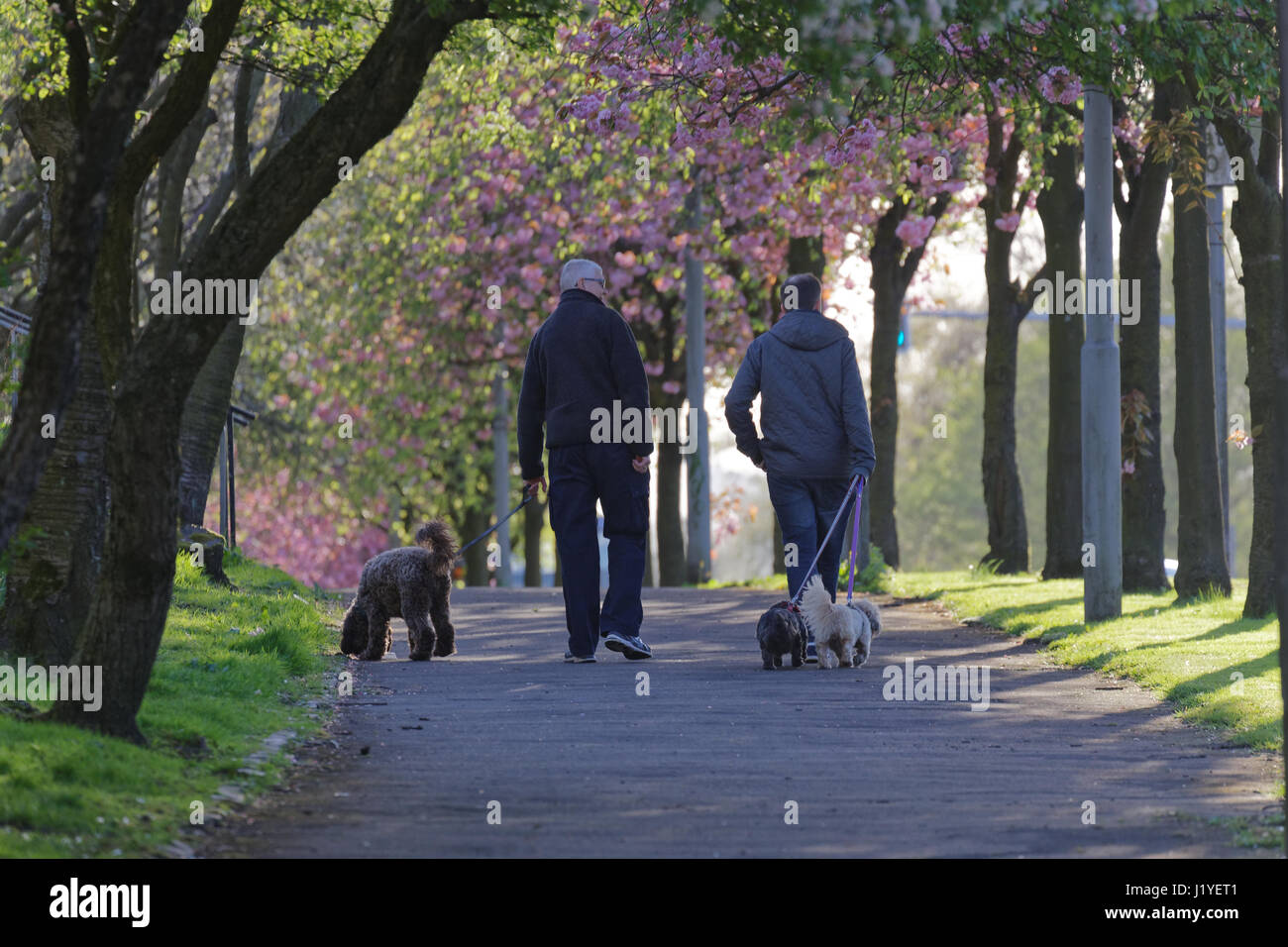 Two men walking dogs on tree lined path Stock Photo