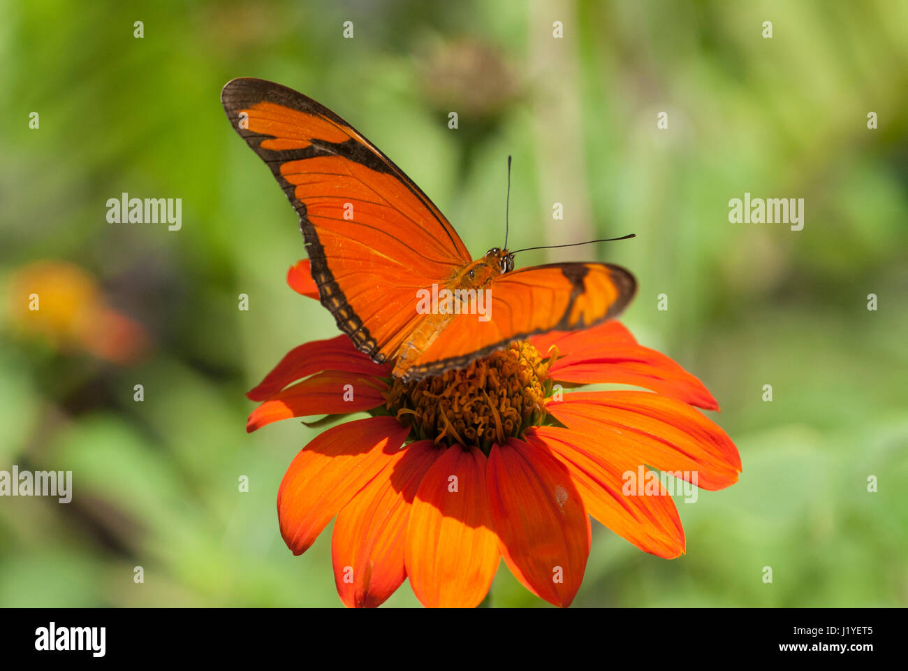 Julia butterfly (Dryas iulia) feeding on nectar from an orange coloured flower Stock Photo