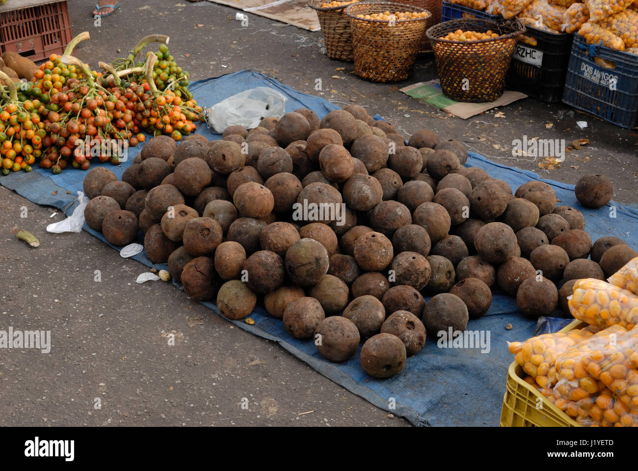 Brazil nut pods on sale at Belem's Veropeso market Stock Photo Alamy