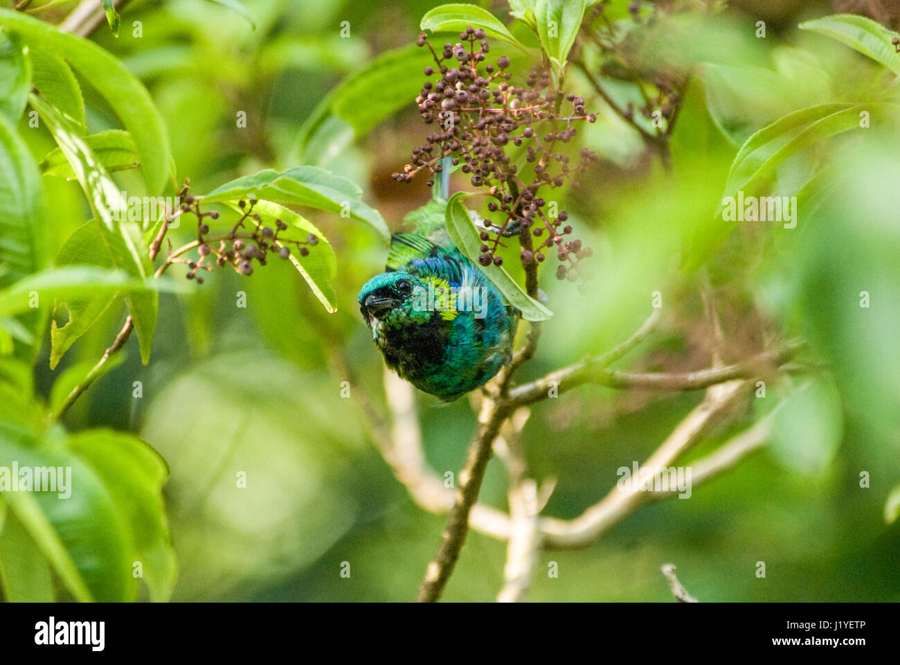 An adult Green-headed Tanager (Tangara seledon) perched on a small fruit shrub in the Atlantic Rainforest of south Brazil Stock Photo