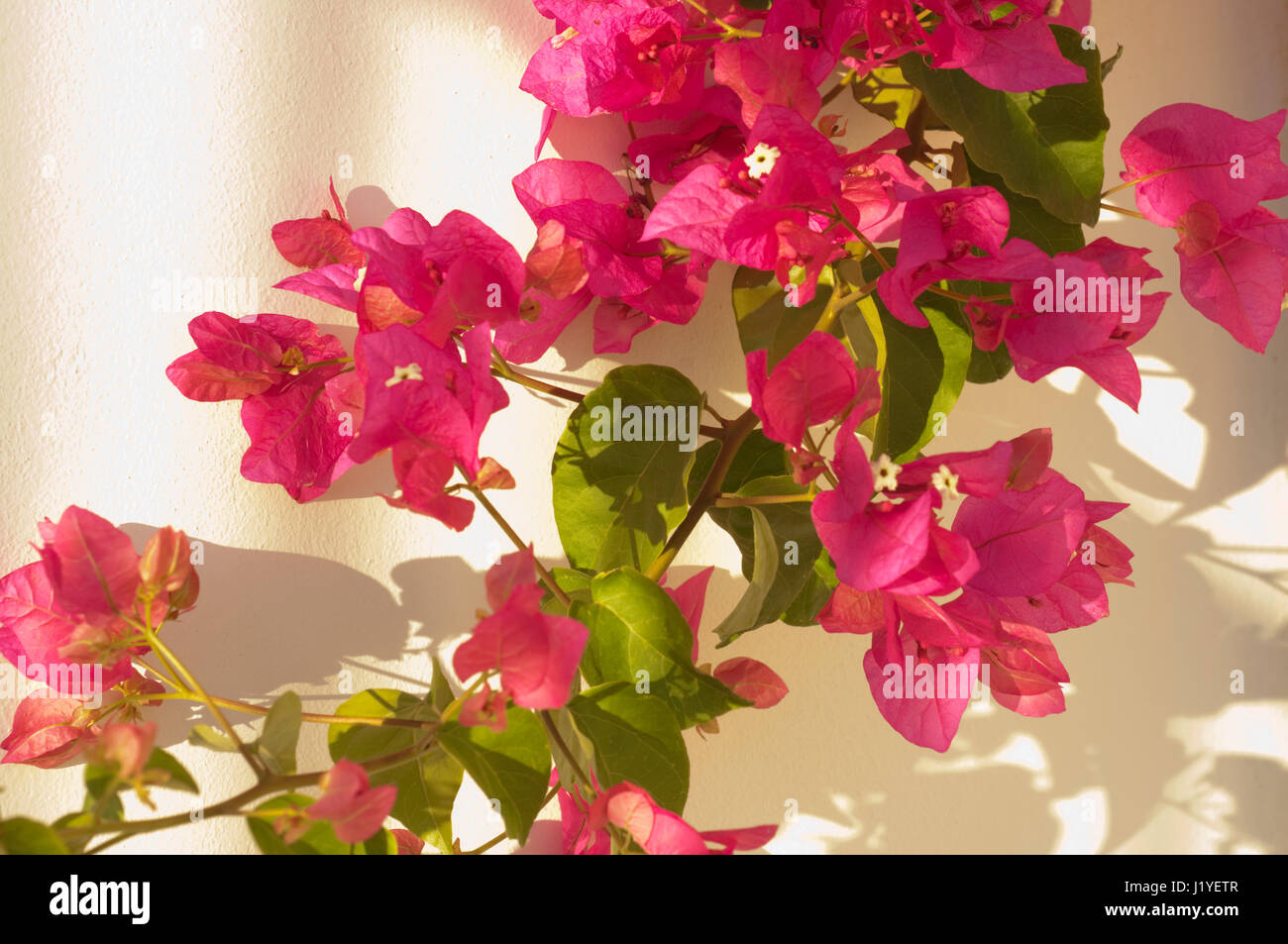 The flowers of Bougainvillea spectabilis against the reflected sunlight of a while painted wall Stock Photo