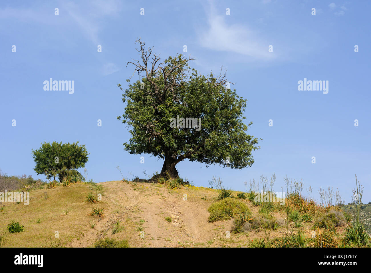 Carob tree ceratonia siliqua hires stock photography and images Alamy