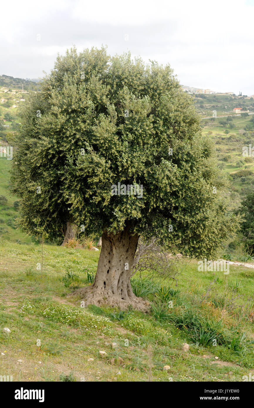 Olive tree (Olea europaea) in a field near Paphos, Cyprus Stock Photo