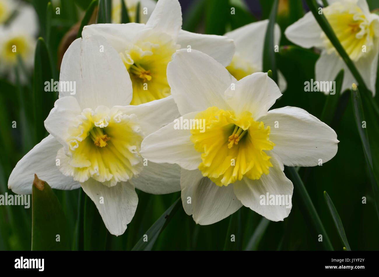 daffodils Stock Photo