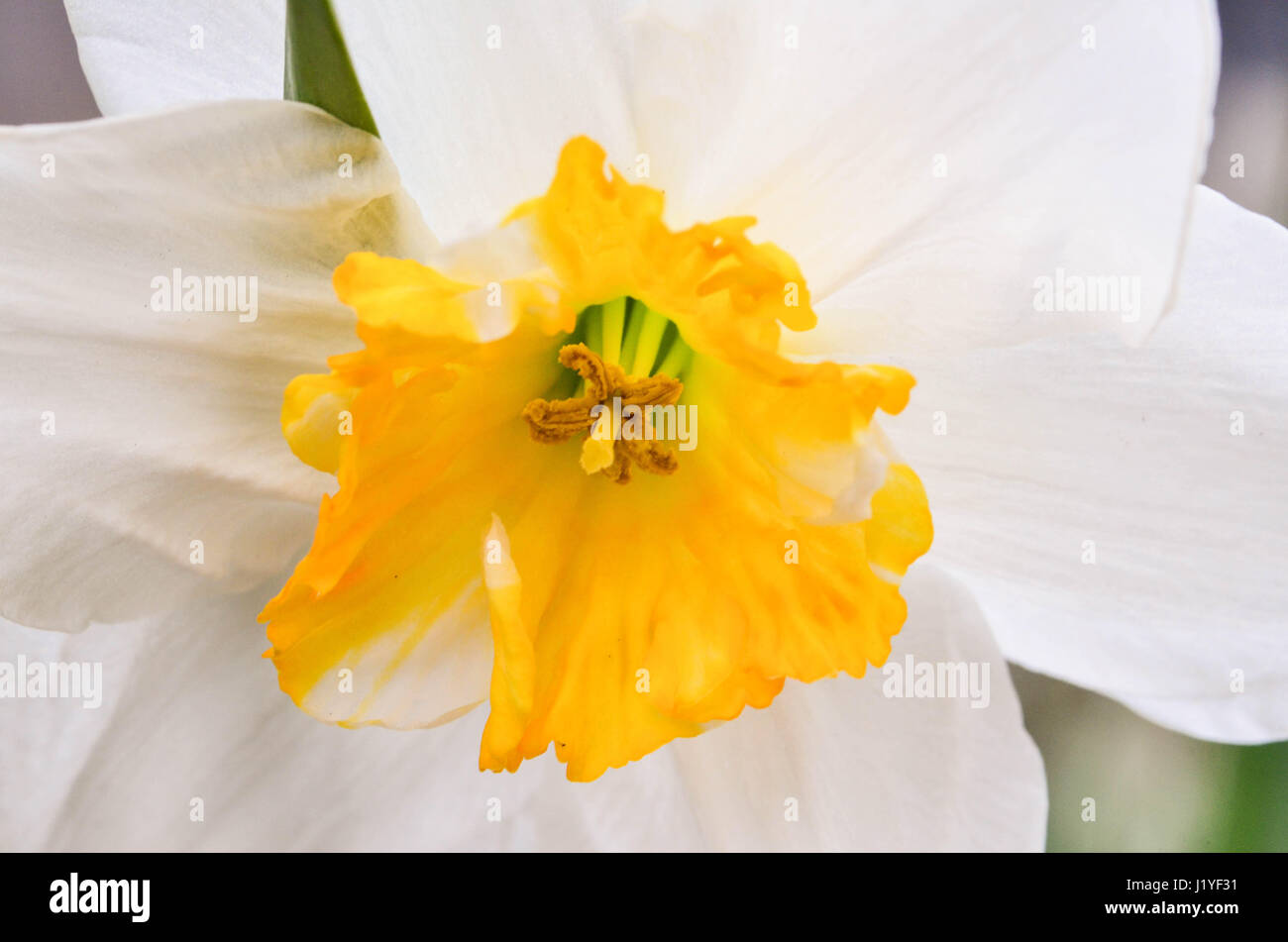 daffodils Stock Photo